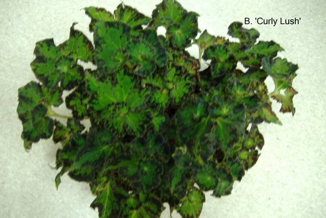 B. ‘Curly Lush’